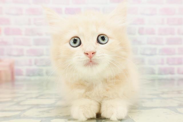 埼玉県のラガマフィン (Coo&RIKU所沢店/2026年5月18日生まれ/男の子/クリーム)の子猫の1枚目の画像