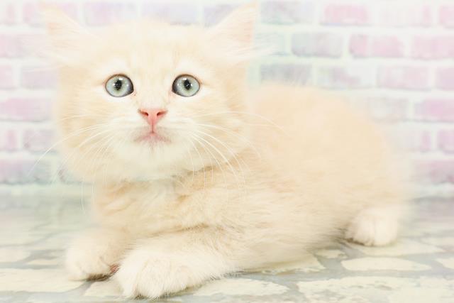 埼玉県のラガマフィン (Coo&RIKU所沢店/2026年5月18日生まれ/男の子/クリーム)の子猫の2枚目の画像