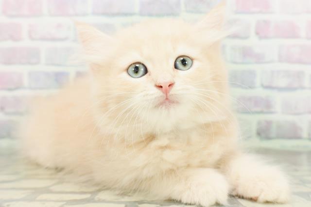埼玉県のラガマフィン (Coo&RIKU所沢店/2026年5月18日生まれ/男の子/クリーム)の子猫の3枚目の画像