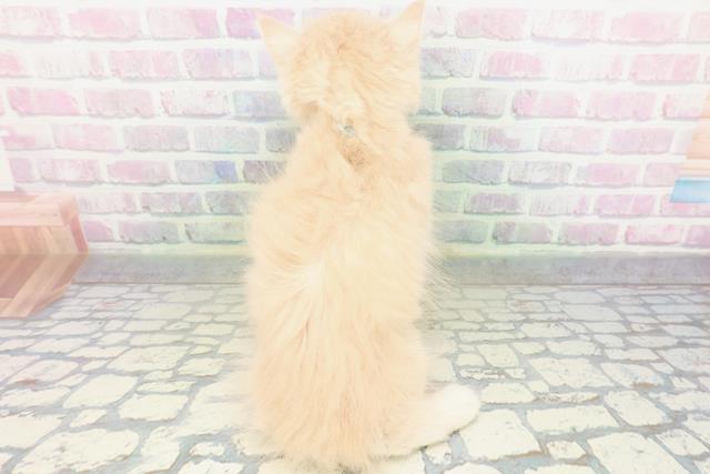 埼玉県のラガマフィン (Coo&RIKU所沢店/2026年5月18日生まれ/男の子/クリーム)の子猫の4枚目の画像