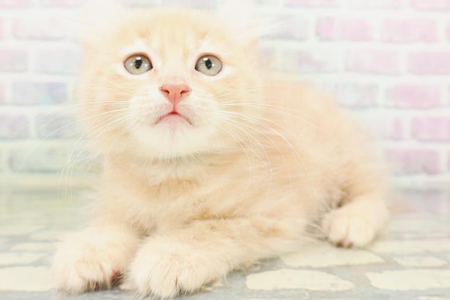 埼玉県のアメリカンカール (Coo&RIKU桶川店/2026年5月18日生まれ/男の子/クリームタビー)の子猫の2枚目の画像