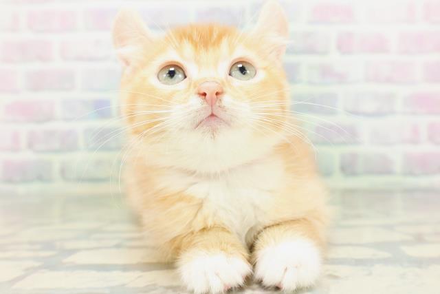 茨城県のアメリカンカール (Coo&RIKU水戸店/2026年5月18日生まれ/女の子/レッドタビーホワイト)の子猫の1枚目の画像