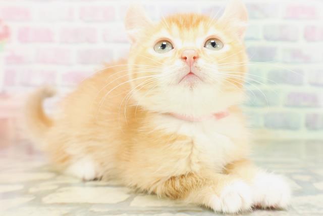 茨城県のアメリカンカール (Coo&RIKU水戸店/2026年5月18日生まれ/女の子/レッドタビーホワイト)の子猫の3枚目の画像
