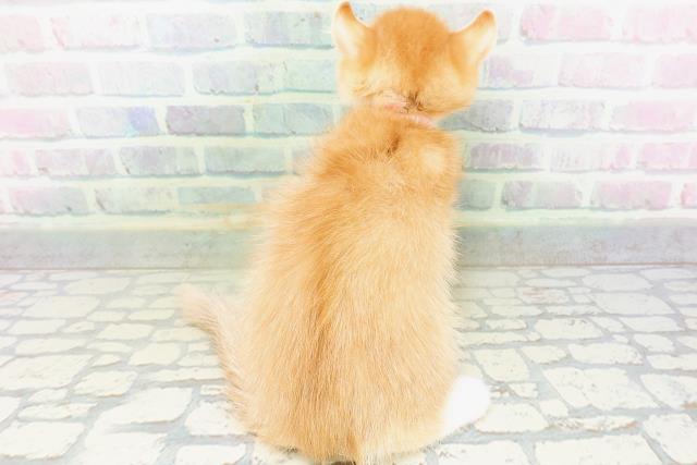 茨城県のアメリカンカール (Coo&RIKU水戸店/2026年5月18日生まれ/女の子/レッドタビーホワイト)の子猫の4枚目の画像
