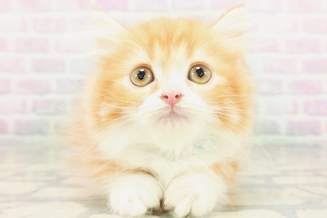 千葉県のミヌエット (Coo&RIKU流山店/2026年5月4日生まれ/男の子/レッドタビーホワイト)の子猫