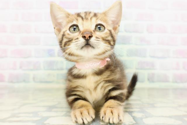 東京都のジェネッタ (Coo&RIKU足立本店/2026年5月4日生まれ/女の子/ブラウンパッチドタビー)の子猫の1枚目の画像