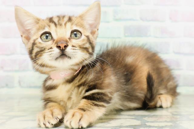 東京都のジェネッタ (Coo&RIKU足立本店/2026年5月4日生まれ/女の子/ブラウンパッチドタビー)の子猫の2枚目の画像