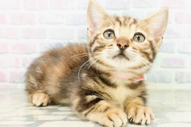 東京都のジェネッタ (Coo&RIKU足立本店/2026年5月4日生まれ/女の子/ブラウンパッチドタビー)の子猫の3枚目の画像