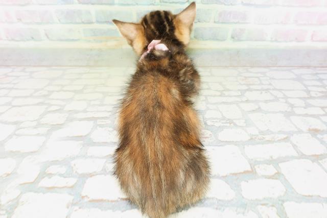 東京都のジェネッタ (Coo&RIKU足立本店/2026年5月4日生まれ/女の子/ブラウンパッチドタビー)の子猫の4枚目の画像
