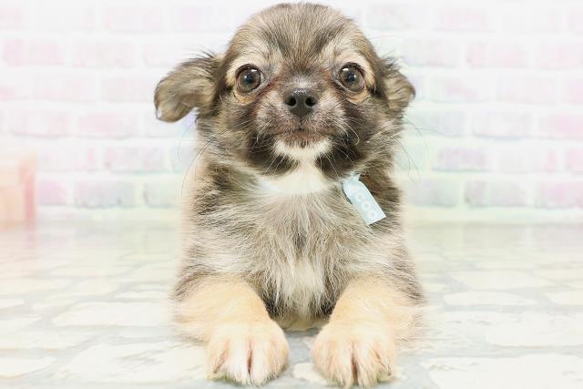 神奈川県のチワワ(ロング) (Coo&RIKU横浜旭店/2026年5月16日生まれ/男の子/レッド)の子犬の1枚目の画像