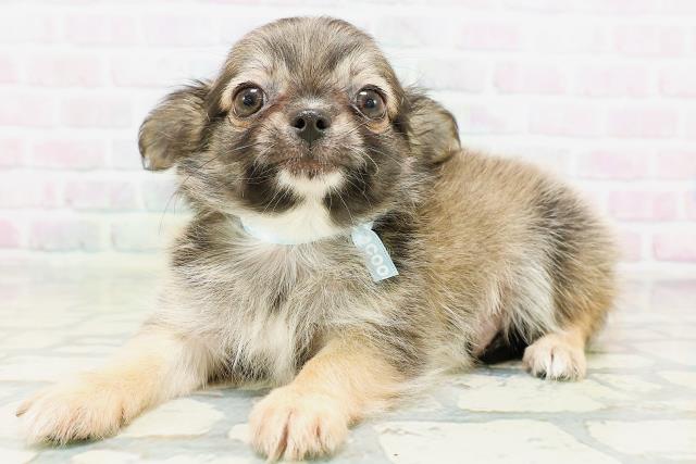 神奈川県のチワワ(ロング) (Coo&RIKU横浜旭店/2026年5月16日生まれ/男の子/レッド)の子犬の2枚目の画像