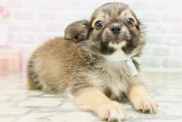 神奈川県のチワワ(ロング) (Coo&RIKU横浜旭店/2026年5月16日生まれ/男の子/レッド)の子犬の3枚目の画像