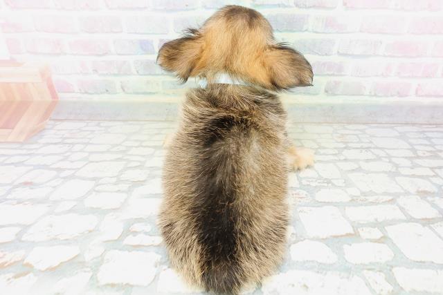 神奈川県のチワワ(ロング) (Coo&RIKU横浜旭店/2026年5月16日生まれ/男の子/レッド)の子犬の4枚目の画像