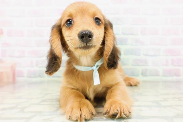 埼玉県のカニンヘンダックスフンド(ロング) (Coo&RIKU岩槻店/2026年5月16日生まれ/男の子/レッド)の子犬の1枚目の画像