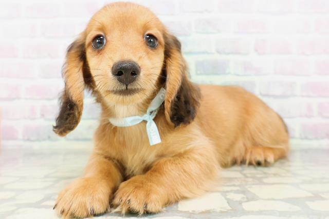 埼玉県のカニンヘンダックスフンド(ロング) (Coo&RIKU岩槻店/2026年5月16日生まれ/男の子/レッド)の子犬の2枚目の画像