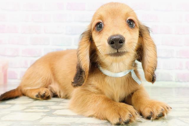 埼玉県のカニンヘンダックスフンド(ロング) (Coo&RIKU岩槻店/2026年5月16日生まれ/男の子/レッド)の子犬の3枚目の画像
