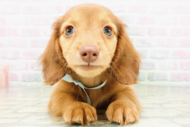 神奈川県のカニンヘンダックスフンド(ロング) (Coo&RIKU相模原店/2026年5月16日生まれ/男の子/レッド)の子犬