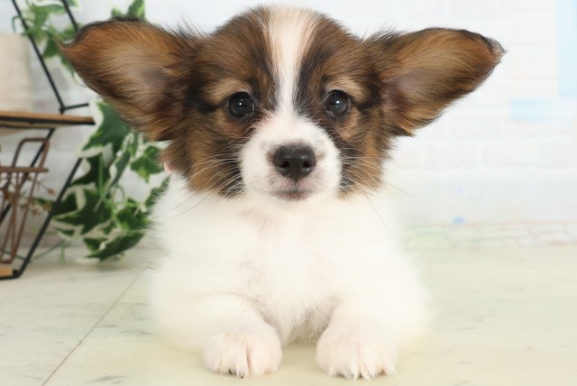 佐賀県のパピヨン (Coo&RIKU佐賀神埼店/2026年5月19日生まれ/女の子/ブラウンホワイト)の子犬