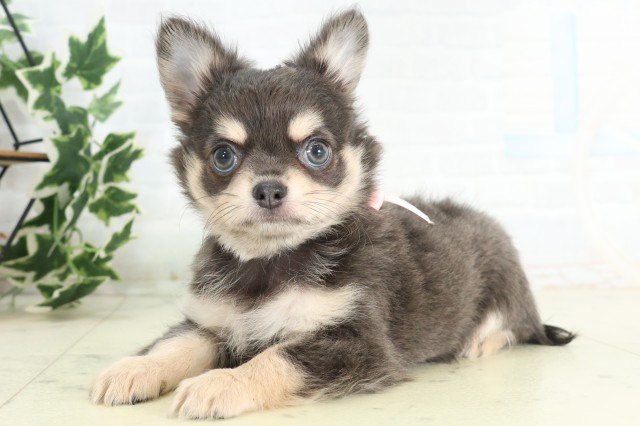 福岡県のチワワ(ロング) (Coo&RIKU福岡西店/2026年5月19日生まれ/女の子/ブルークリーム)の子犬の3枚目の画像