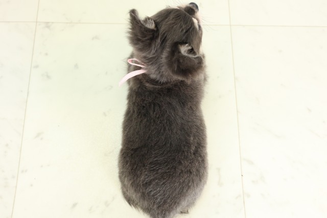 福岡県のチワワ(ロング) (Coo&RIKU福岡西店/2026年5月19日生まれ/女の子/ブルークリーム)の子犬の4枚目の画像