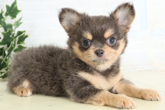 熊本県のチワワ(ロング) (Coo&RIKUイオンモール宇城店/2026年5月19日生まれ/女の子/ブルータン)の子犬の2枚目の画像