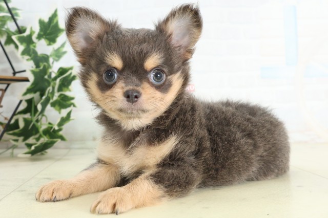 熊本県のチワワ(ロング) (Coo&RIKUイオンモール宇城店/2026年5月19日生まれ/女の子/ブルータン)の子犬の3枚目の画像