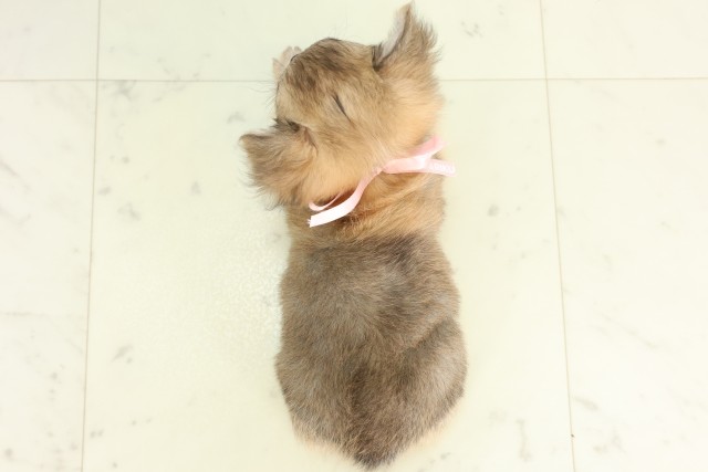 宮崎県のチワワ(ロング) (Coo&RIKU宮崎店/2026年5月19日生まれ/女の子/フォーン)の子犬の4枚目の画像