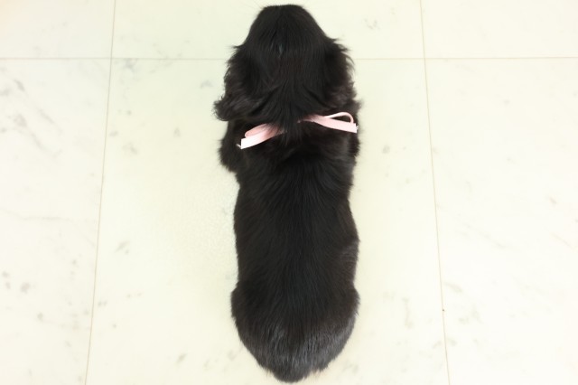 鹿児島県のカニンヘンダックスフンド(ロング) (Coo&RIKU鹿児島店/2026年5月20日生まれ/女の子/ブラックタン)の子犬の4枚目の画像