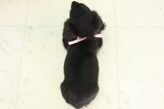 宮崎県のカニンヘンダックスフンド(ロング) (Coo&RIKU宮崎店/2026年5月20日生まれ/女の子/ブラックタン)の子犬の4枚目の画像