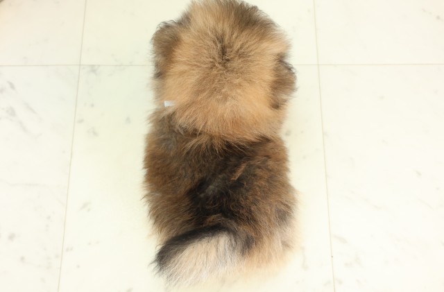 長崎県のポメラニアン (Coo&RIKU大村店/2026年5月20日生まれ/男の子/オレンジセーブル)の子犬の4枚目の画像