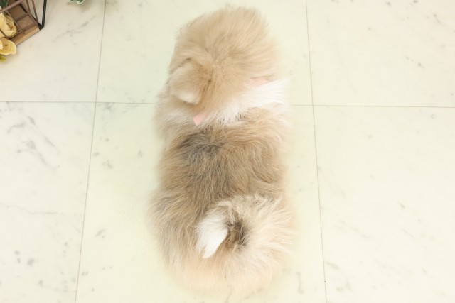 熊本県のポメラニアン (Coo&RIKUカリーノ玉名店/2026年5月20日生まれ/女の子/ホワイトクリーム)の子犬の4枚目の画像