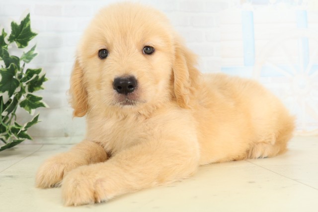 Maru.Aゴールデンレトリバー 24kg 6/30発送 ゴールデン・レトリバーの子犬（オス♂） 行橋店｜ペットショップCoo＆RIKU