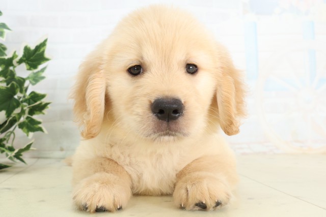 福岡県のゴールデンレトリバー (Coo&RIKU福岡東店/2026年5月20日生まれ/男の子/ゴールデン)の子犬