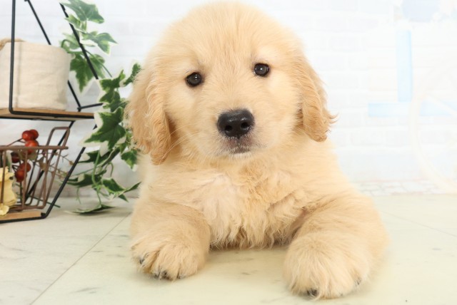 熊本県のゴールデンレトリバー (Coo&RIKU熊本店/2026年5月20日生まれ/女の子/ゴールデン)の子犬