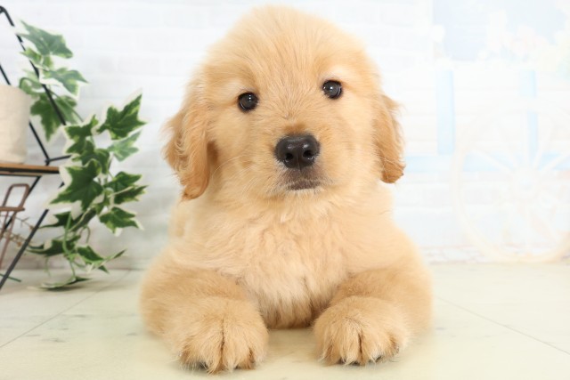 鹿児島県のゴールデンレトリバー (Coo&RIKU鹿屋店/2026年5月20日生まれ/女の子/ゴールデン)の子犬