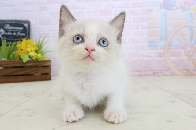 福岡県のラグドール (Coo&RIKU福岡東店/2026年5月19日生まれ/男の子/ブルーポイントバイカラー)の子猫の1枚目の画像