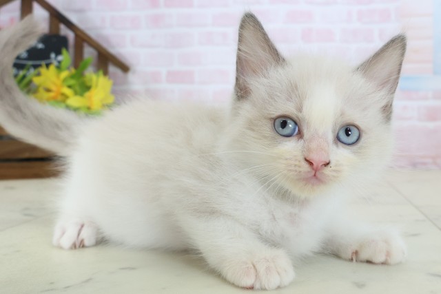 福岡県のラグドール (Coo&RIKU福岡東店/2026年5月19日生まれ/男の子/ブルーポイントバイカラー)の子猫の2枚目の画像