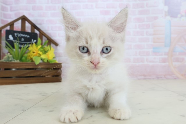熊本県のラグドール (Coo&RIKUカリーノ玉名店/2026年5月19日生まれ/女の子/ブルーリンクスポイント)の子猫の1枚目の画像