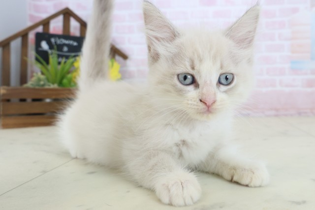 熊本県のラグドール (Coo&RIKUカリーノ玉名店/2026年5月19日生まれ/女の子/ブルーリンクスポイント)の子猫の2枚目の画像