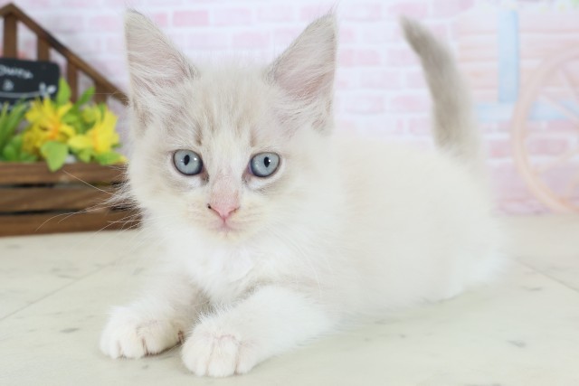熊本県のラグドール (Coo&RIKUカリーノ玉名店/2026年5月19日生まれ/女の子/ブルーリンクスポイント)の子猫の3枚目の画像