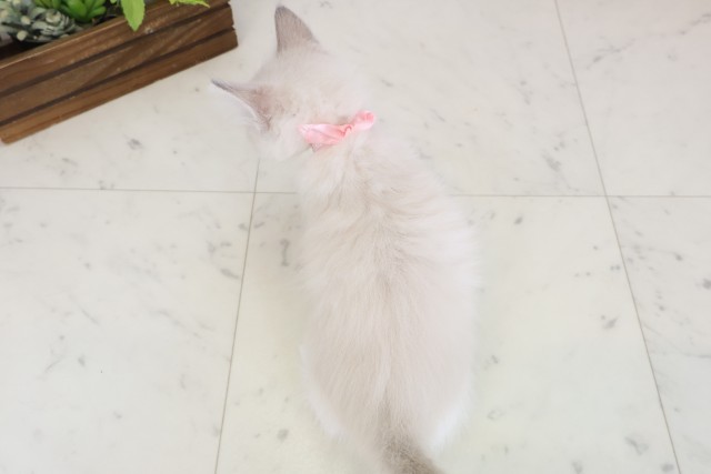 熊本県のラグドール (Coo&RIKUカリーノ玉名店/2026年5月19日生まれ/女の子/ブルーリンクスポイント)の子猫の4枚目の画像