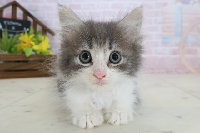 ノルウェージャン・フォレストキャット