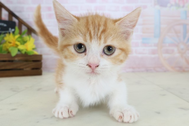 大分県のマンチカン (Coo&RIKU大分店/2026年5月7日生まれ/女の子/レッドタビーホワイト)の子猫の1枚目の画像