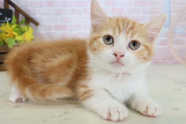 大分県のマンチカン (Coo&RIKU大分店/2026年5月7日生まれ/女の子/レッドタビーホワイト)の子猫の2枚目の画像