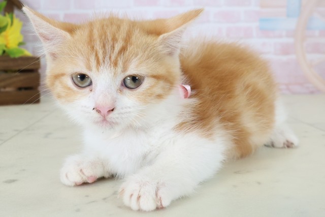 大分県のマンチカン (Coo&RIKU大分店/2026年5月7日生まれ/女の子/レッドタビーホワイト)の子猫の3枚目の画像