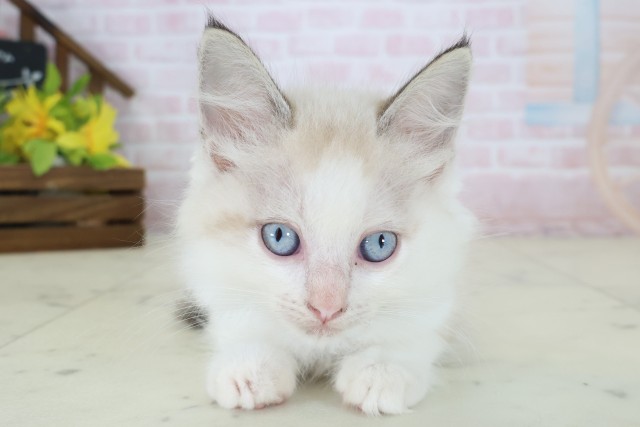 福岡県のラグドール (Coo&RIKU久留米店/2026年5月8日生まれ/男の子/シールポイントバイカラー)の子猫の1枚目の画像