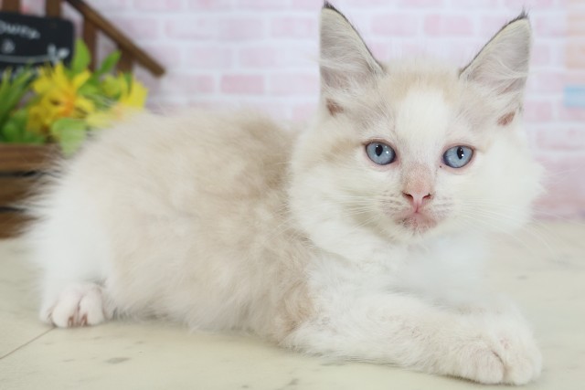 福岡県のラグドール (Coo&RIKU久留米店/2026年5月8日生まれ/男の子/シールポイントバイカラー)の子猫の2枚目の画像