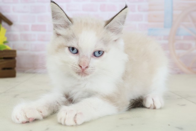 福岡県のラグドール (Coo&RIKU久留米店/2026年5月8日生まれ/男の子/シールポイントバイカラー)の子猫の3枚目の画像