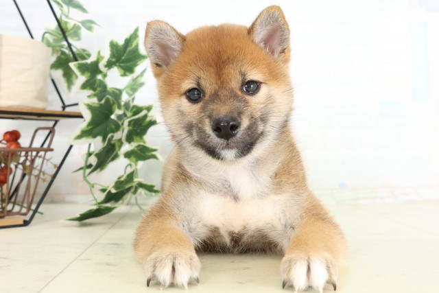 柴犬