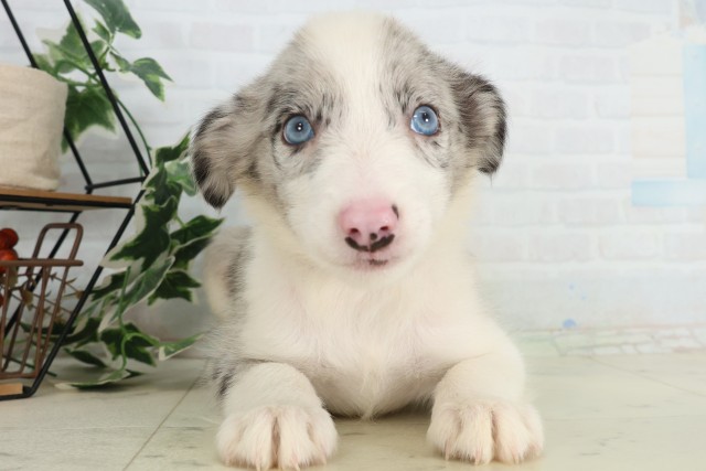 福島県のボーダーコリー (Coo&RIKU会津若松店/2026年5月18日生まれ/男の子/ブルーマール)の子犬
